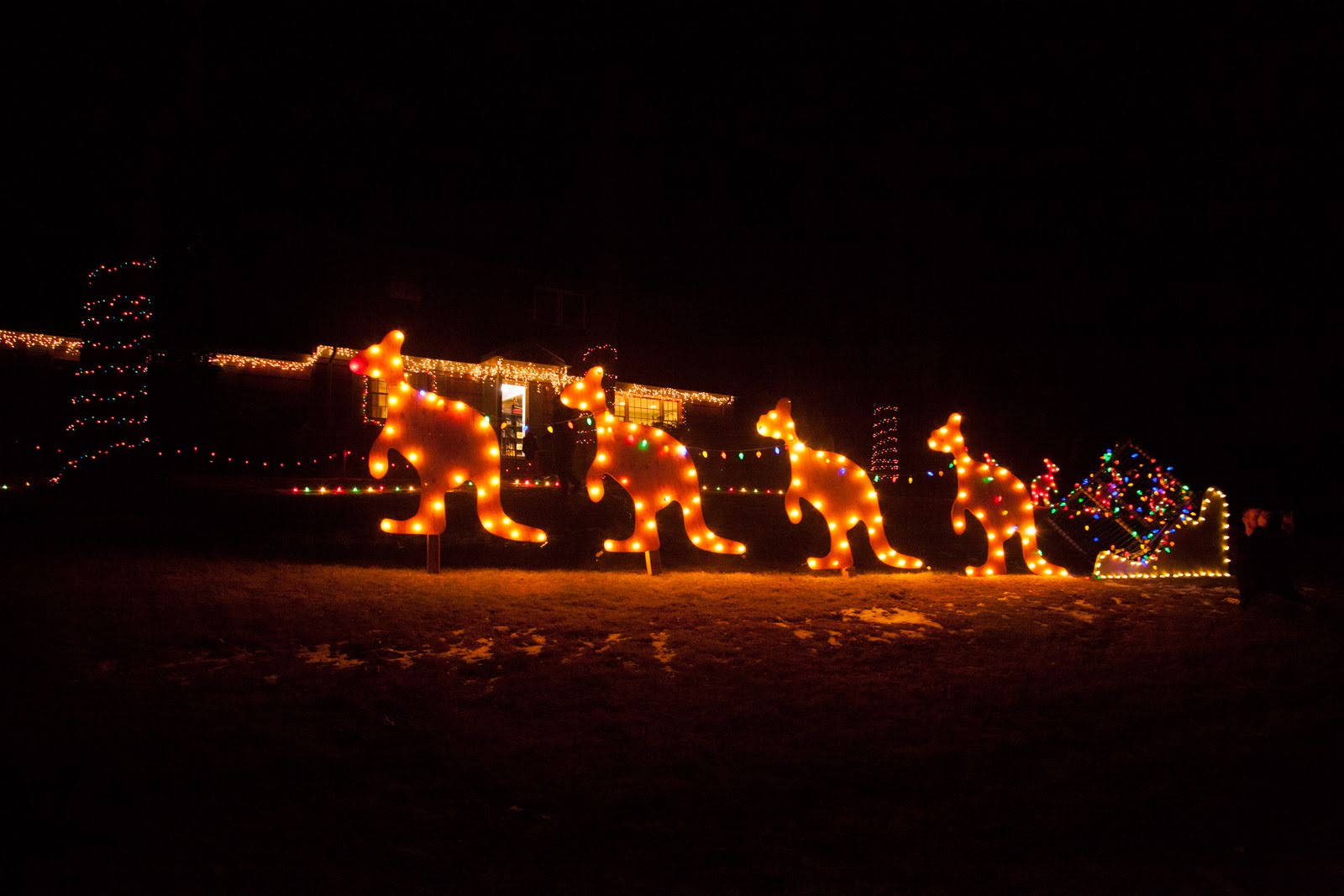 Christmas Kangaroos